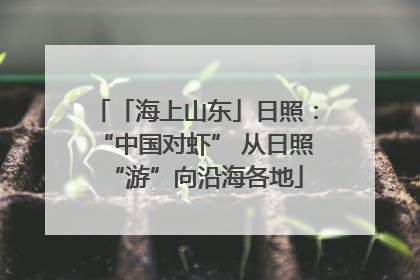 「海上山东」日照：“中国对虾” 从日照“游”向沿海各地