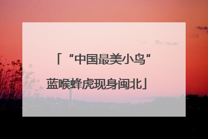 “中国最美小鸟”蓝喉蜂虎现身闽北