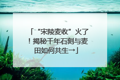“宋陵麦收”火了！揭秘千年石刻与麦田如何共生→
