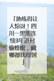 熟练得让人惊讶！四川一黑熊连续3年进村偷蜂蜜，藏哪都找得到