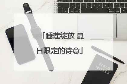 睡莲绽放 夏日限定的诗意