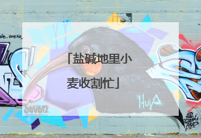 盐碱地里小麦收割忙