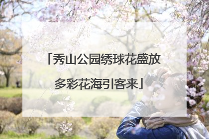 秀山公园绣球花盛放 多彩花海引客来