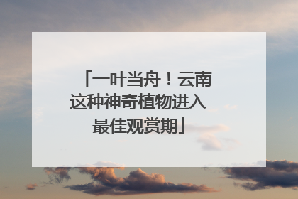 一叶当舟！云南这种神奇植物进入最佳观赏期