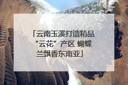 云南玉溪打造精品“云花”产区 蝴蝶兰飘香东南亚