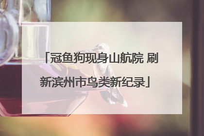 冠鱼狗现身山航院 刷新滨州市鸟类新纪录