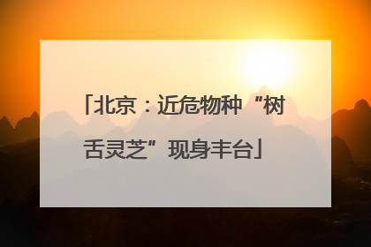 北京：近危物种“树舌灵芝”现身丰台