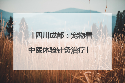 四川成都：宠物看中医体验针灸治疗