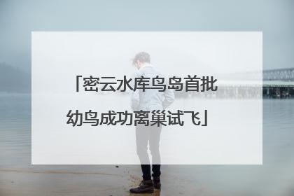 密云水库鸟岛首批幼鸟成功离巢试飞