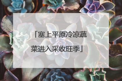 塞上平原冷凉蔬菜进入采收旺季