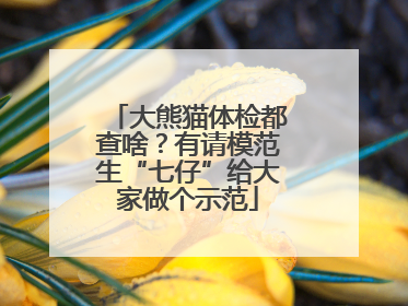 大熊猫体检都查啥？有请模范生“七仔”给大家做个示范