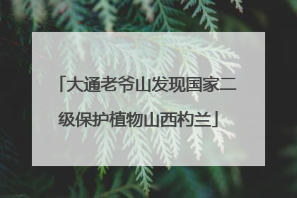 大通老爷山发现国家二级保护植物山西杓兰