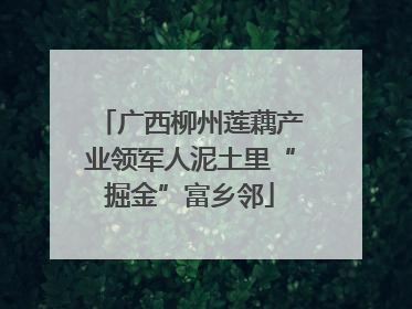 广西柳州莲藕产业领军人泥土里“掘金”富乡邻