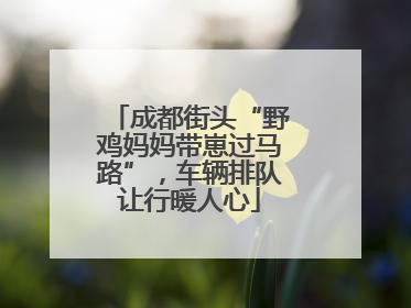成都街头“野鸡妈妈带崽过马路”，车辆排队让行暖人心