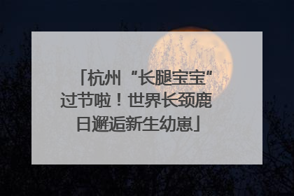 杭州“长腿宝宝”过节啦！世界长颈鹿日邂逅新生幼崽