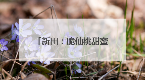 新田：脆仙桃甜蜜上市 错峰种植让水果变成“致富果”