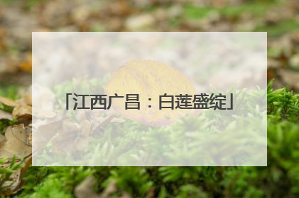 江西广昌：白莲盛绽