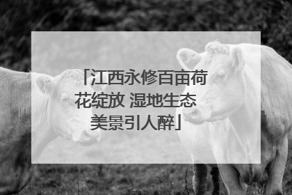 江西永修百亩荷花绽放 湿地生态美景引人醉