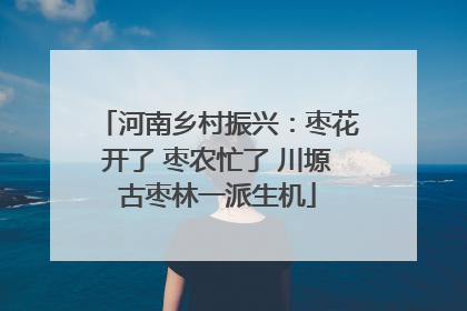 河南乡村振兴：枣花开了 枣农忙了 川塬古枣林一派生机