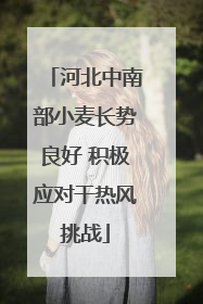 河北中南部小麦长势良好 积极应对干热风挑战