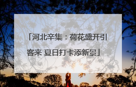 河北辛集：荷花盛开引客来 夏日打卡添新景