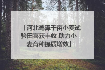 河北鸡泽千亩小麦试验田喜获丰收 助力小麦育种提质增效