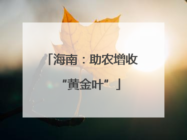 海南：助农增收 “黄金叶”