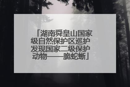 湖南舜皇山国家级自然保护区巡护发现国家二级保护动物——脆蛇蜥