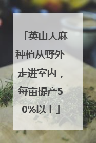 英山天麻种植从野外走进室内，每亩提产50%以上