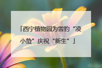 西宁植物园为雪豹“凌小蛰”庆祝“新生”