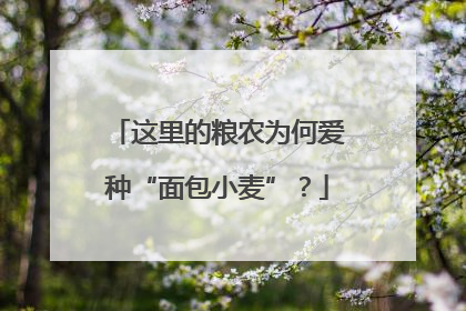 这里的粮农为何爱种“面包小麦”？