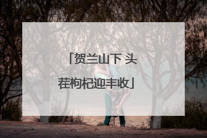 贺兰山下 头茬枸杞迎丰收