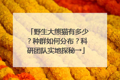 野生大熊猫有多少？种群如何分布？科研团队实地探秘→