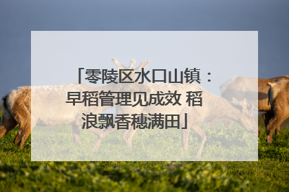 零陵区水口山镇：早稻管理见成效 稻浪飘香穗满田