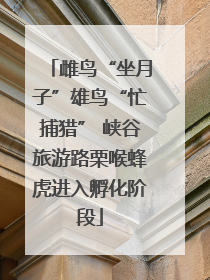 雌鸟“坐月子”雄鸟“忙捕猎” 峡谷旅游路栗喉蜂虎进入孵化阶段