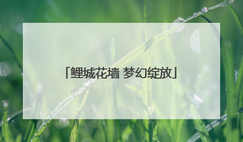 鲤城花墙 梦幻绽放