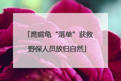 鹰嘴龟“落单”获救 野保人员放归自然