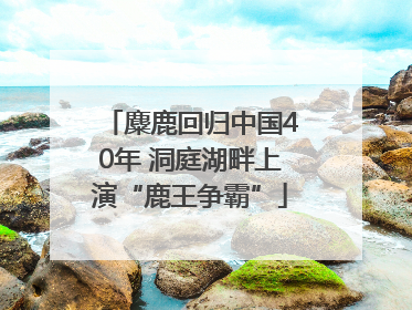 麋鹿回归中国40年 洞庭湖畔上演“鹿王争霸”