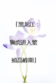 黑龙江：狮虎进入繁殖高峰期