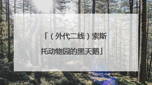 （外代二线）索斯托动物园的黑天鹅
