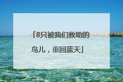 8只被我们救助的鸟儿，重回蓝天